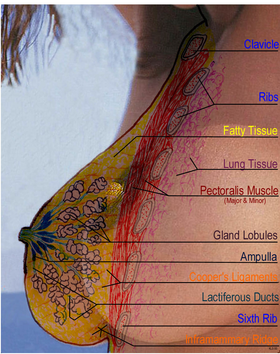 Inside of the Breast